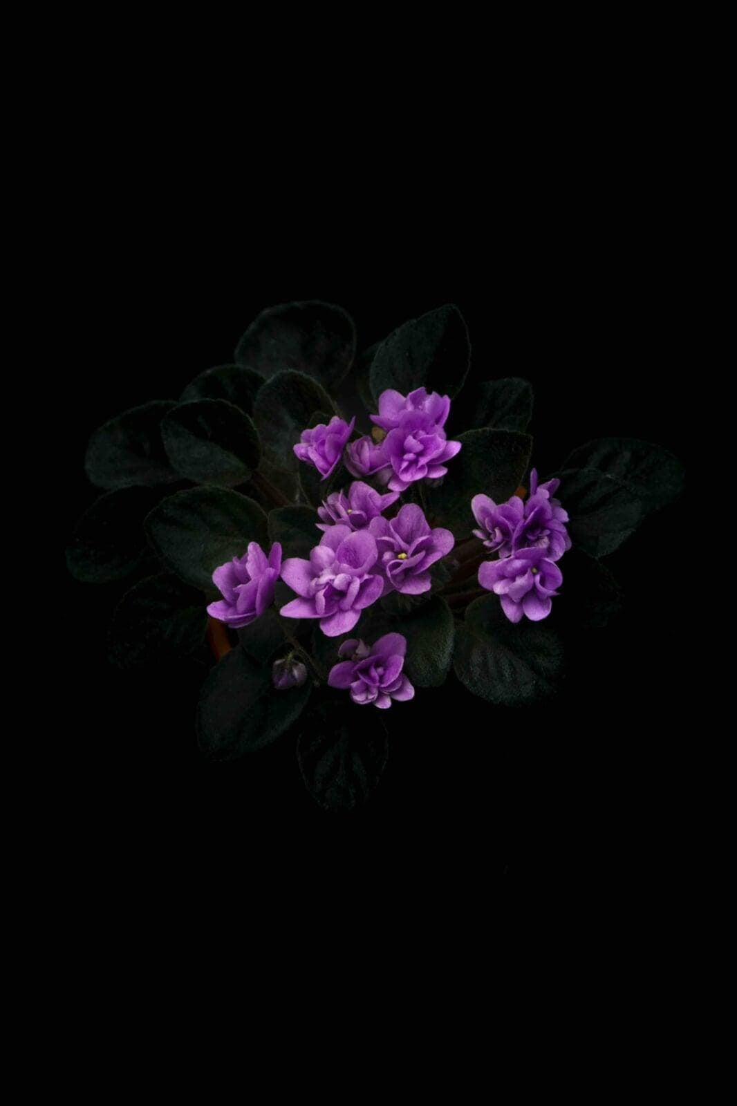 Close-up of purple wildflowers in bloom, representing The Moppit Show's eco-friendly approach to cleaning.